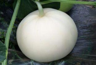 吃白梨瓜上火吗,上火还是清凉？